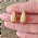 Brinco Gota Gold Mini Organic